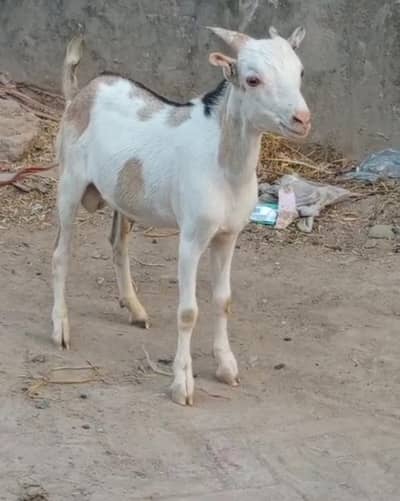 taddy Bakra
