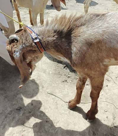 Bakra for Qurbani 2 dant