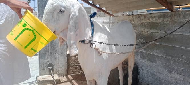 Bakra for Sale Urgent