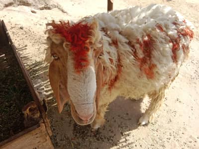 نر بھیڑ فار سیل