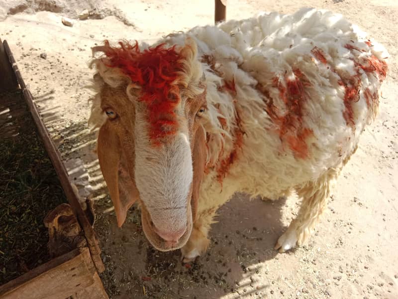 نر بھیڑ فار سیل 0
