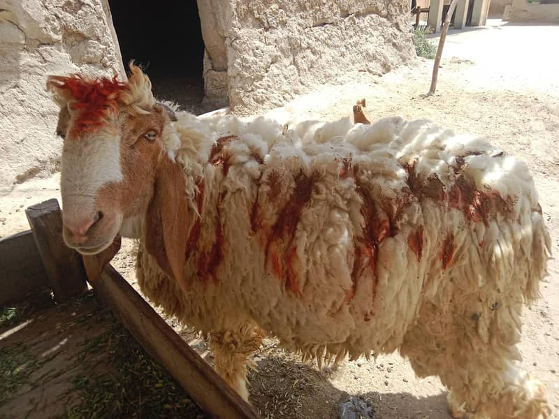 نر بھیڑ فار سیل 1