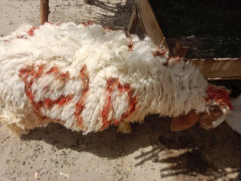 نر بھیڑ فار سیل 2