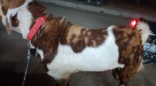 Bakra for sell
