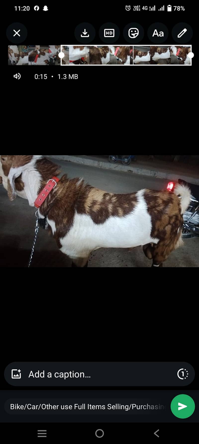 Bakra for sell 1