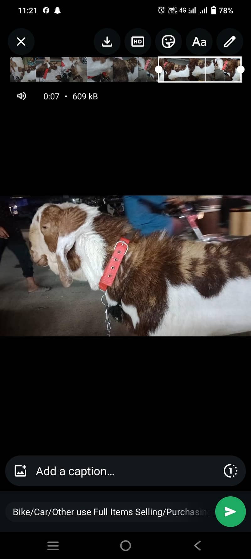 Bakra for sell 2