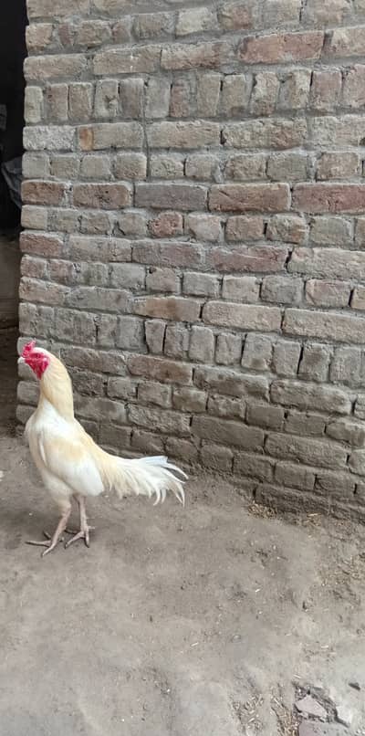 Contact only whatsap 03159840457