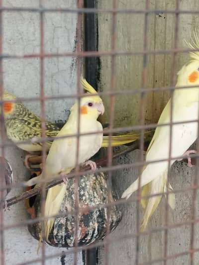coctail pair /common/grey/ red eyes