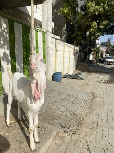 Gulabi bakra