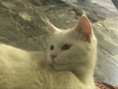 TRIPLE CORT MALE CAT FOR SALE