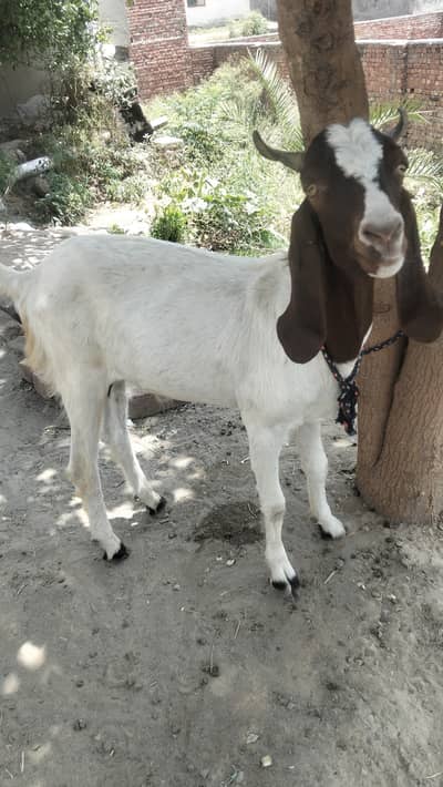 Qurbani k bakry