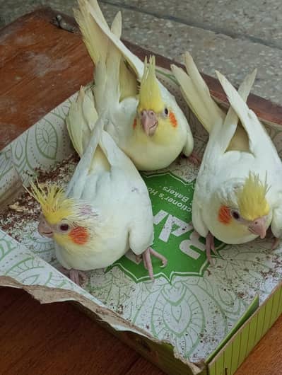 coktail chicks available for sale
