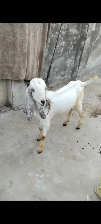Bakra