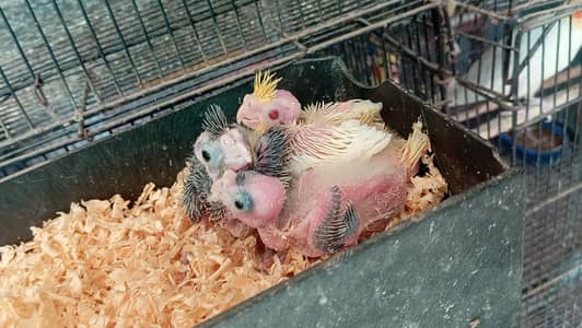 cocktail chick's