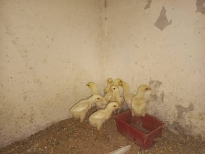 White OH Shamo Chicks 2000 Each Chick (Final Price)