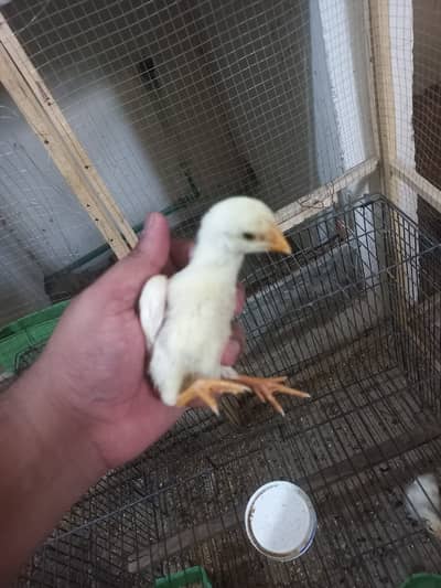 OH Shamo White Chicks 2000 Each Chick (Final Price)