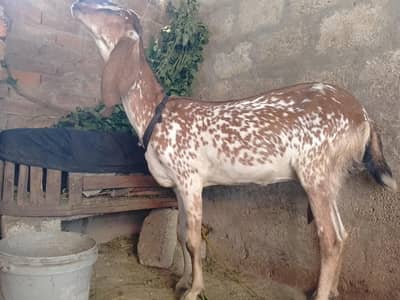maghi chini bakri 0347.1277. 660