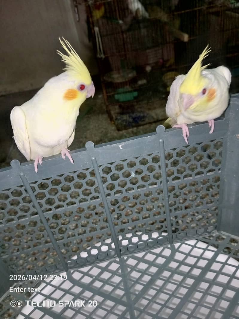 split Eno chick coktil 1