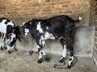 Goat for Qurbani