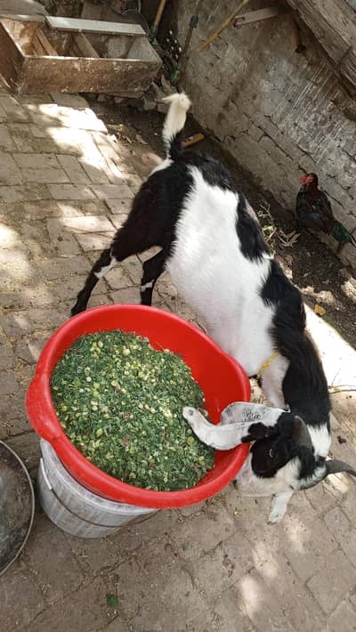 qurbani ke liye Bakra for sale