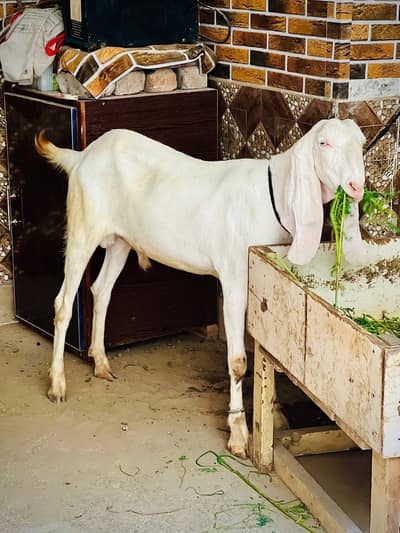 Pure White Rajanpuri Bakra for Sale – Healthy & Active