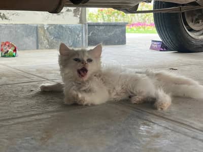 Doll face cat/Persian cat triple coat