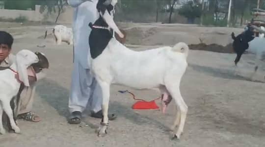 do bacchon wali bakri urgent for sale hai