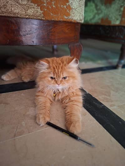 Persian triple cot Cat