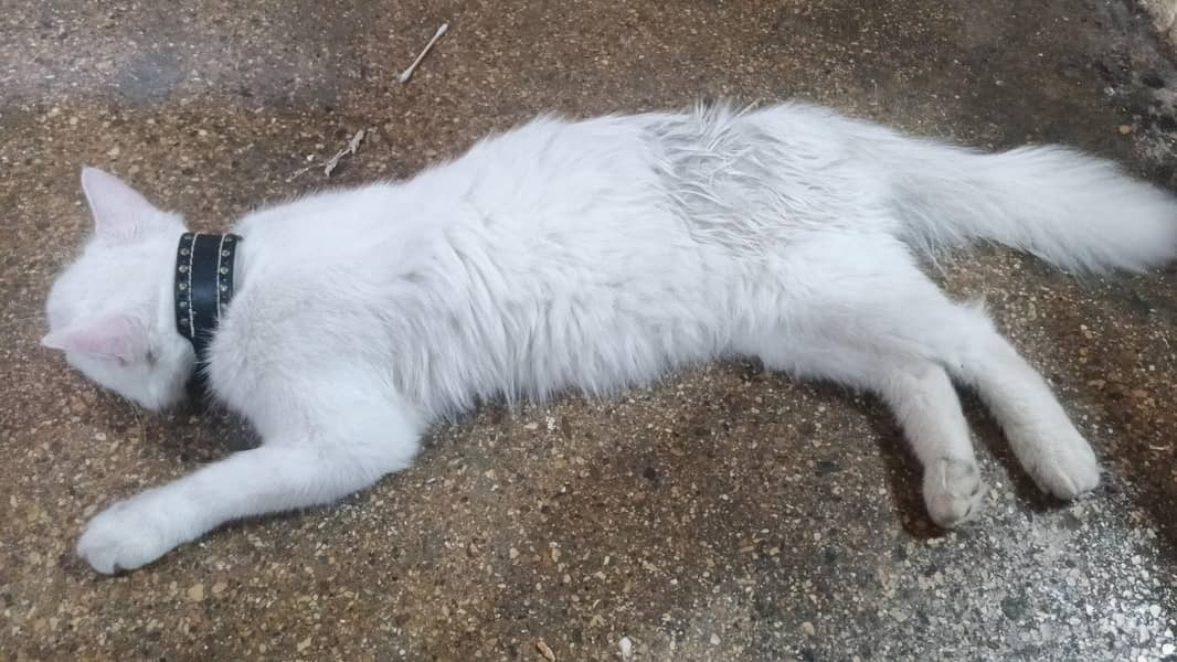 Persian 0