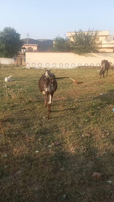 Cow For Sale