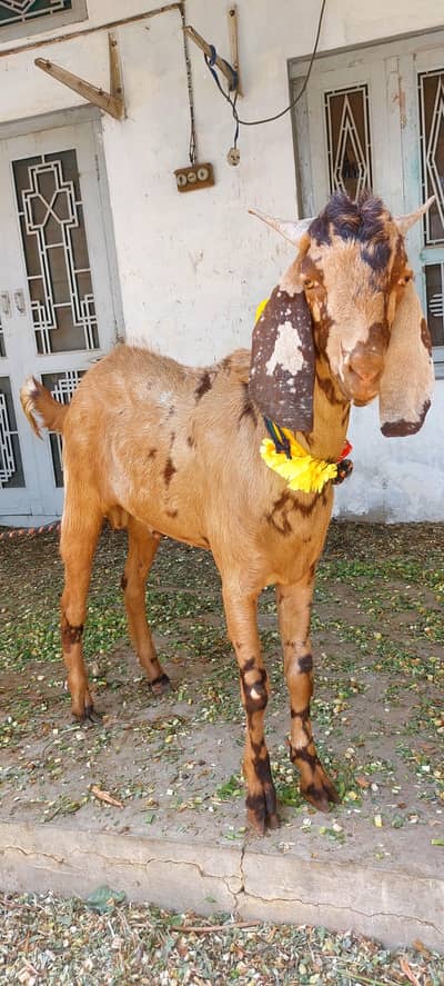 Bakra Donda for Qurbani