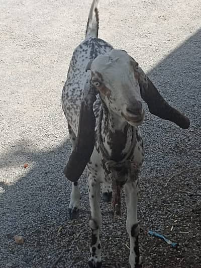 Makhi cheeni | 4 dant |  desi goat | Qurbani 2026 |