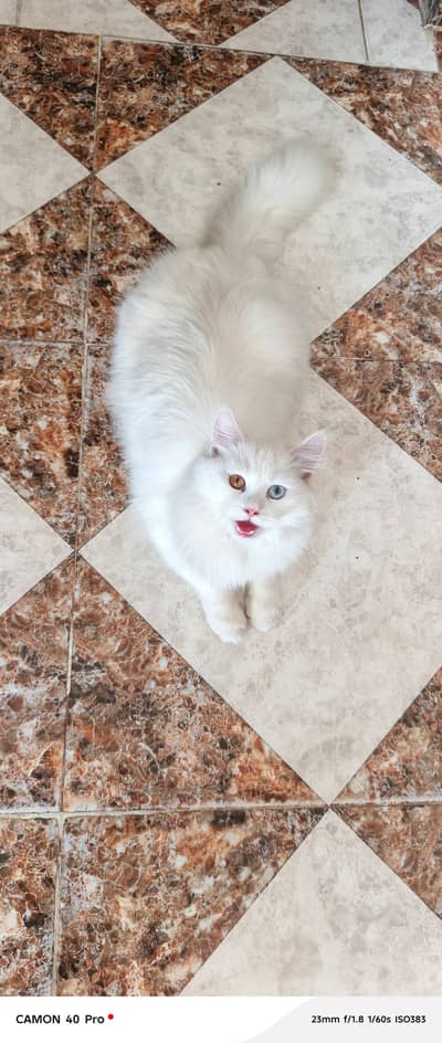 Odd eyes female triple coated heavy tail female