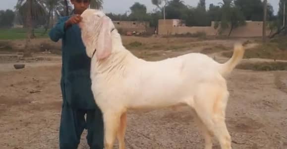 Qurbani ke liye Bakra For Sale call __03288110750