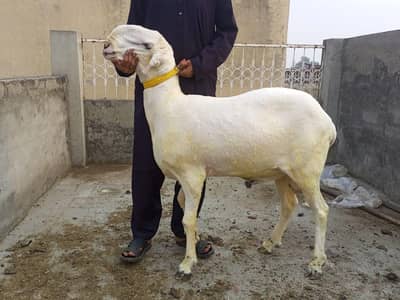 Male Sheep For Qurbani 03064171515