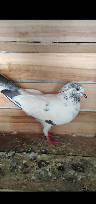 Pigeon