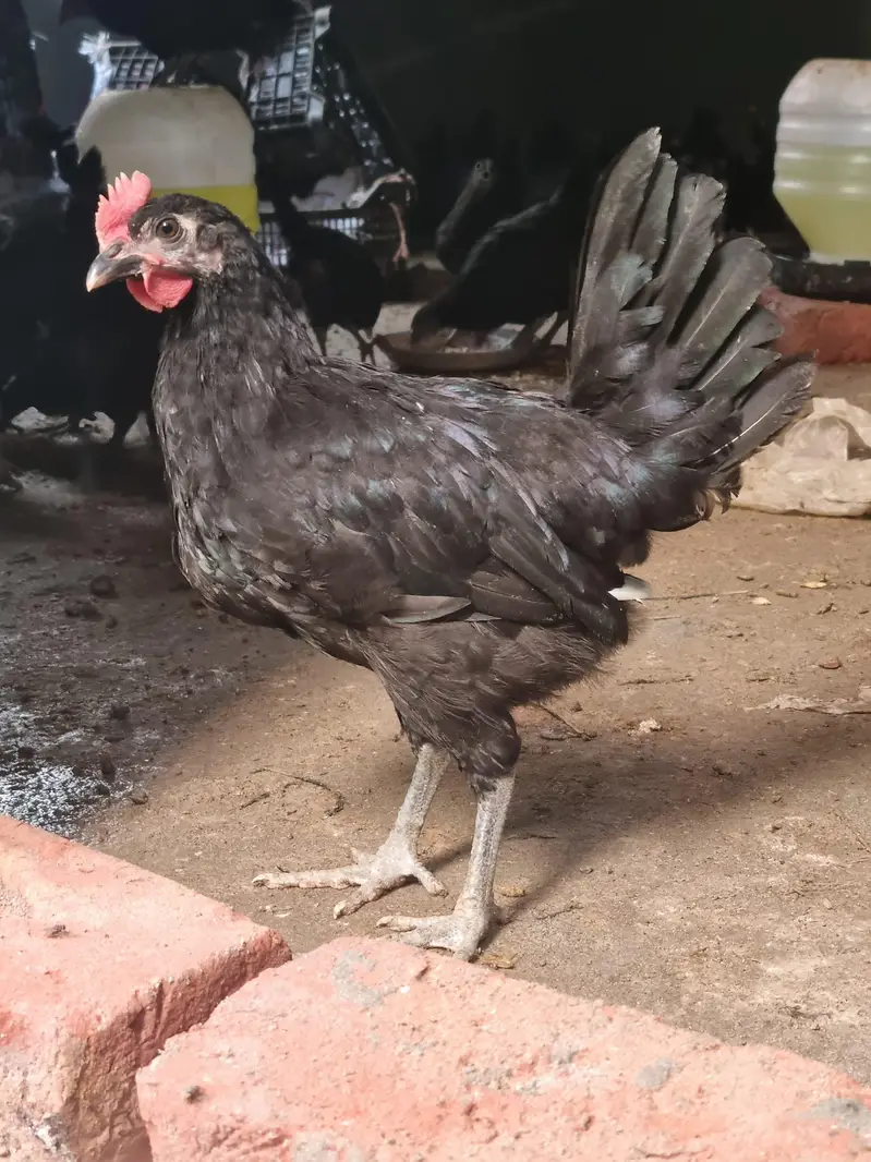 pure black Astralorp breed Black Astralorp for sale — photo 3