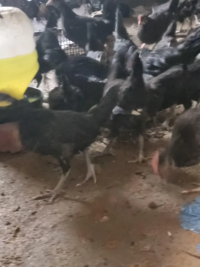 pure black Astralorp breed Black Astralorp for sale — photo 8