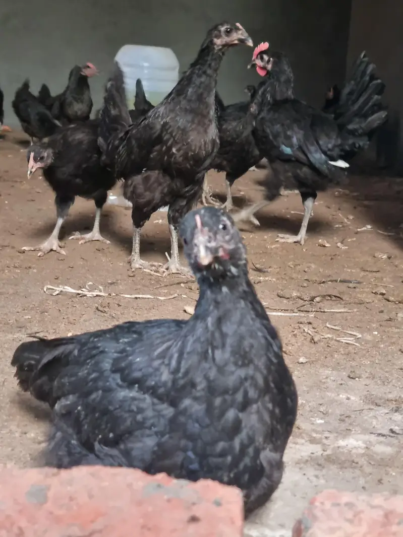 pure black Astralorp breed Black Astralorp for sale — photo 2