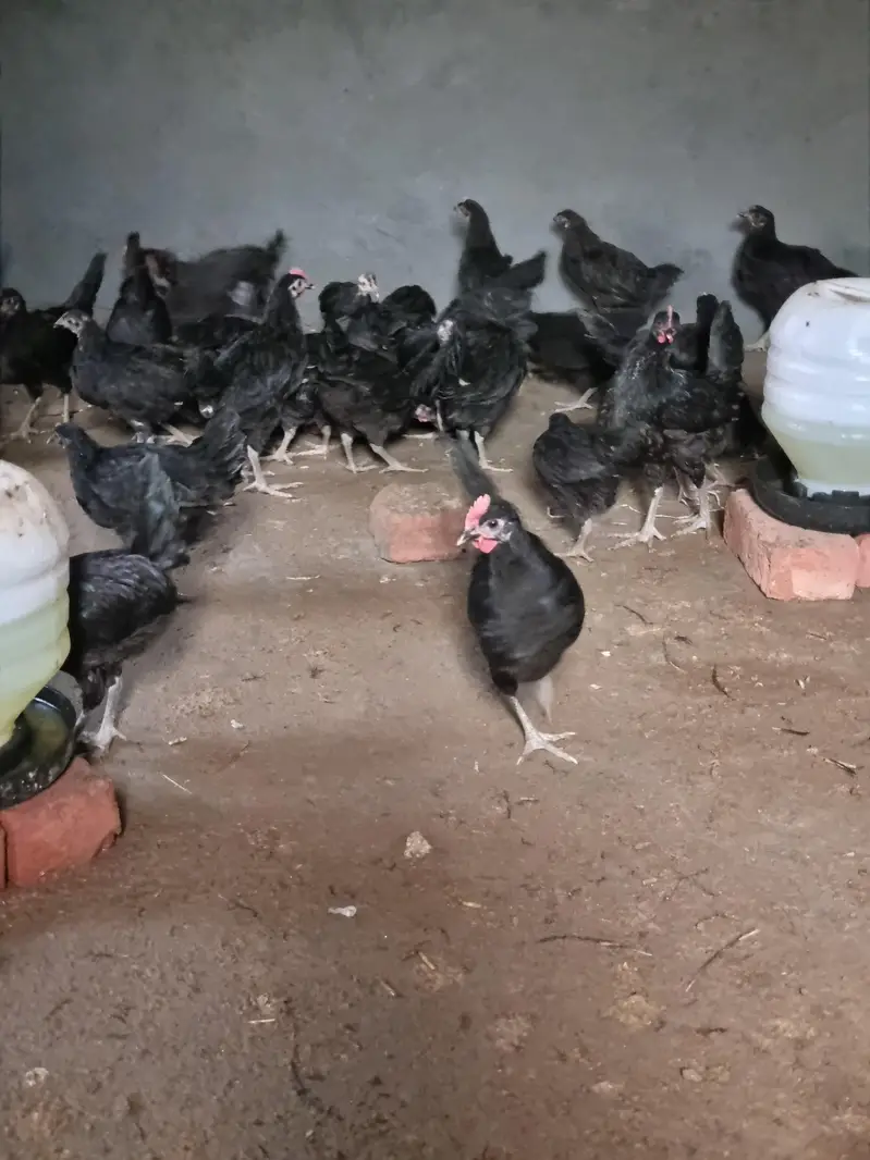 pure black Astralorp breed Black Astralorp for sale