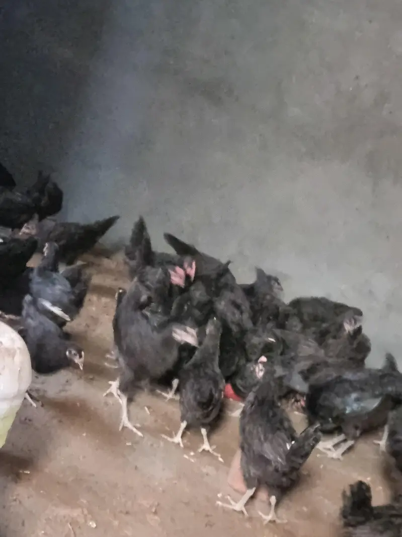 pure black Astralorp breed Black Astralorp for sale — photo 5