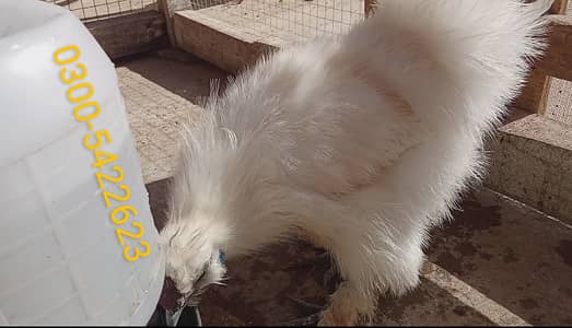 White Silky & Golden Silky