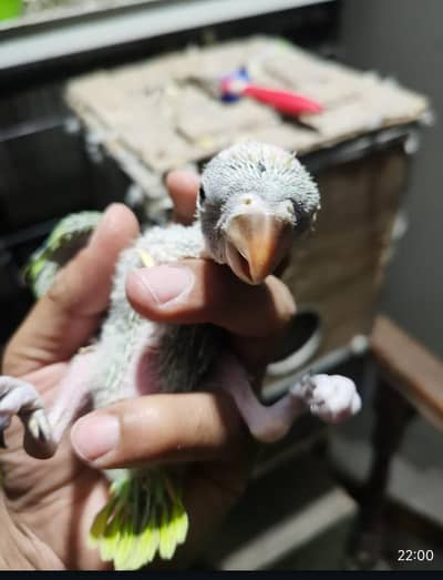 green ringneck chks for sale