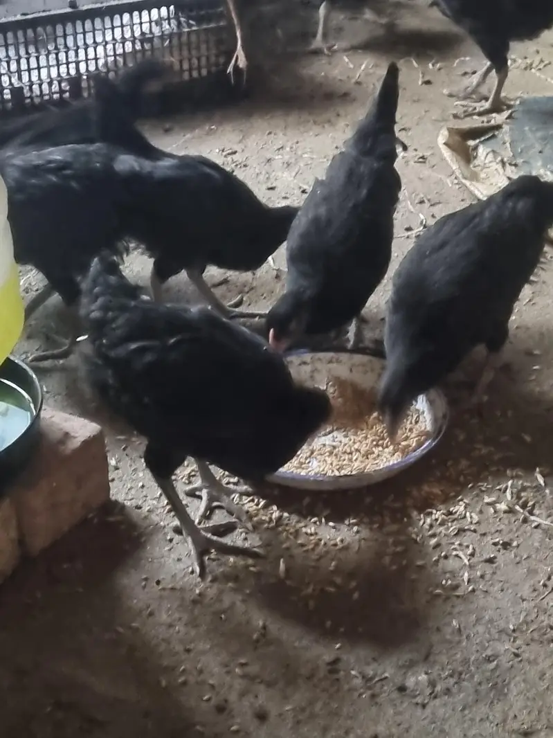 pure black Astralorp breed Black Astralorp for sale — photo 7