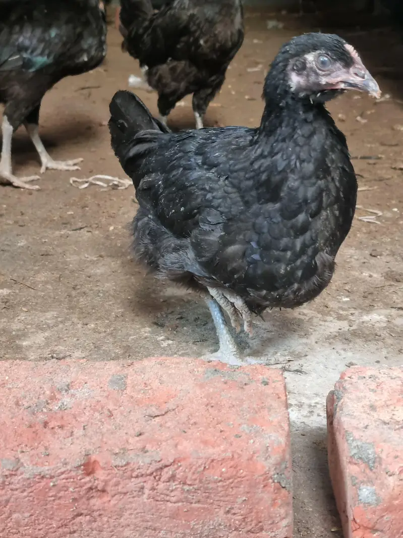 pure black Astralorp breed Black Astralorp for sale — photo 10