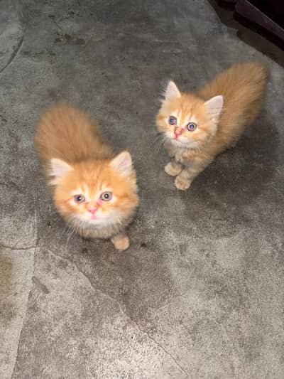 persian kitten