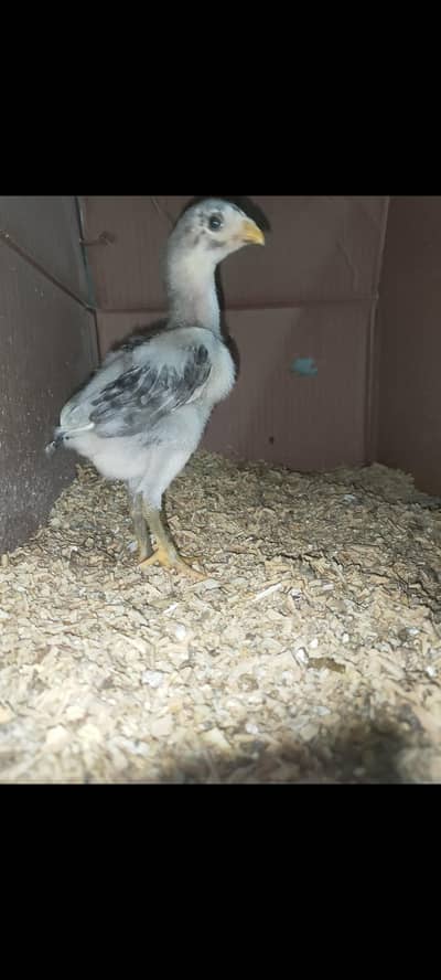 Blue shamo Chick