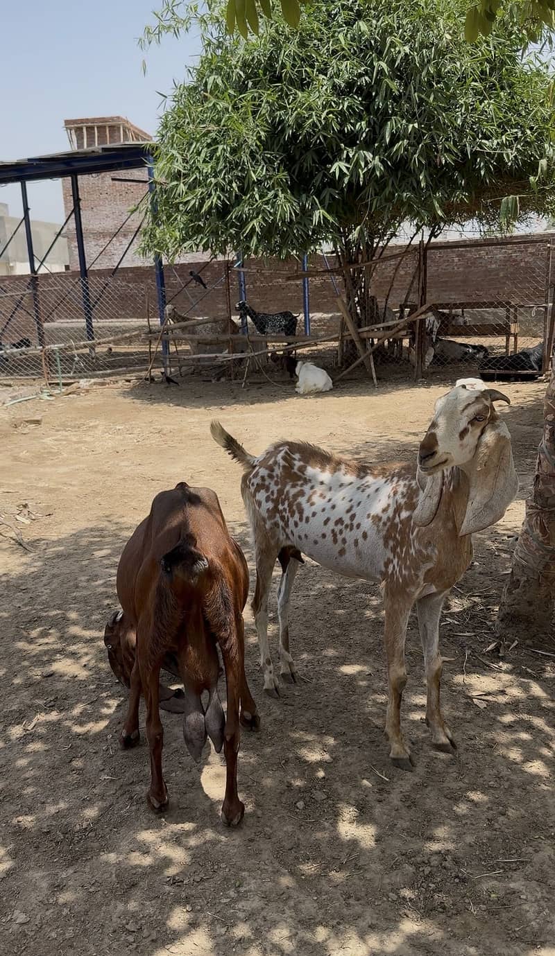 Bakri 0