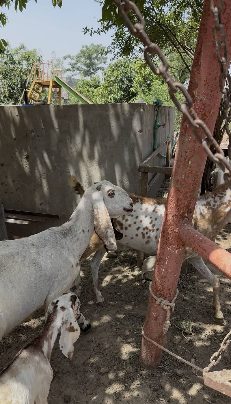 Bakri 1