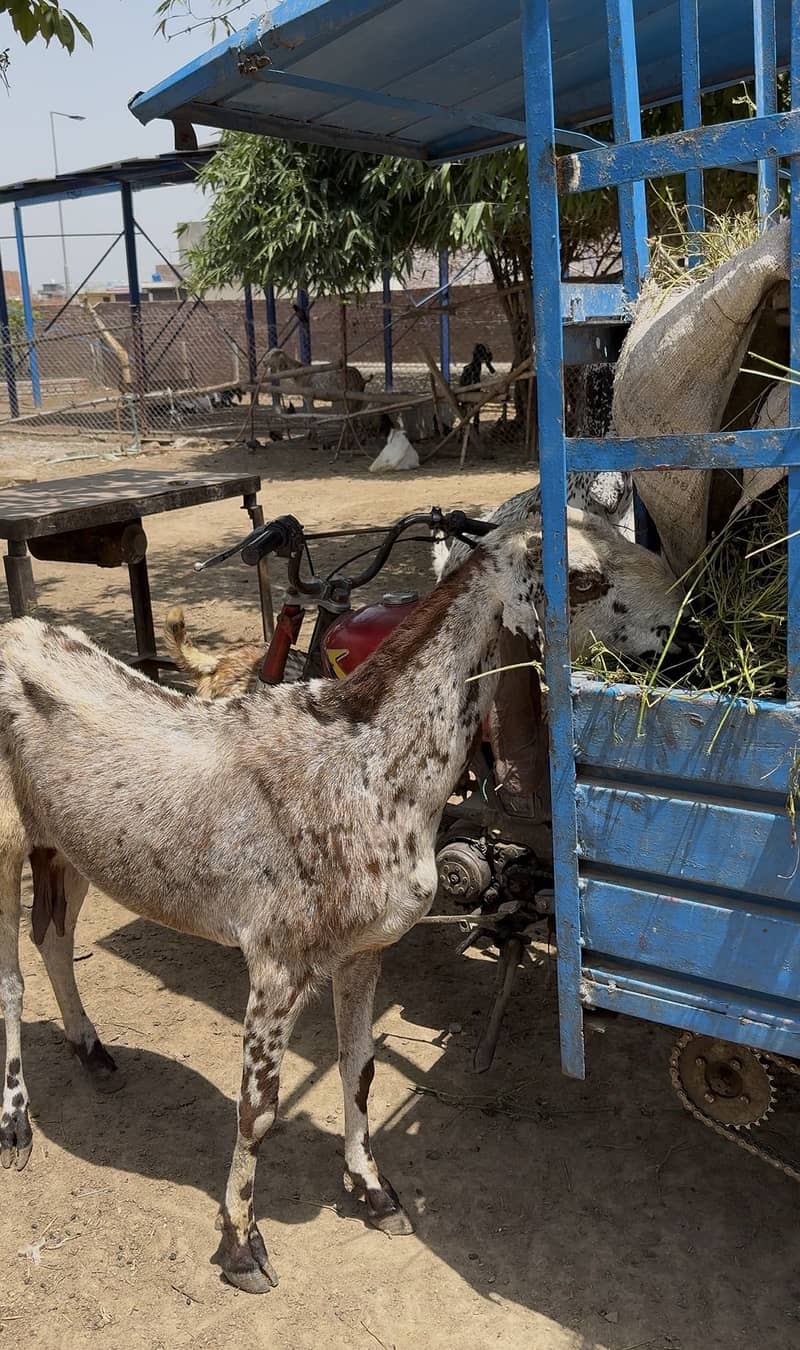 Bakri 2